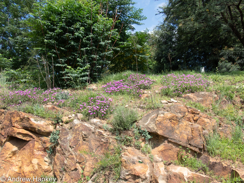 Delosperma cooperi