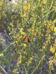 Ochlodes agricola