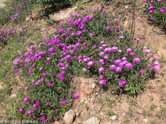 Delosperma cooperi