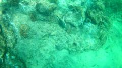 Stegastes rectifraenum