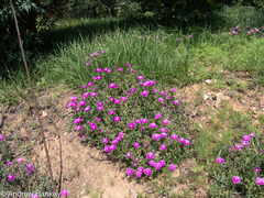 Delosperma cooperi