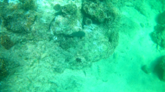 Stegastes rectifraenum