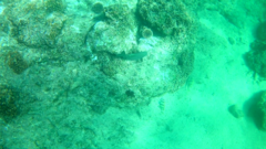 Stegastes rectifraenum