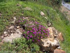 Delosperma cooperi