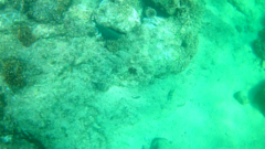 Stegastes rectifraenum