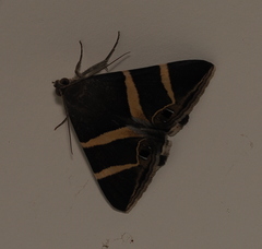 Grammodes