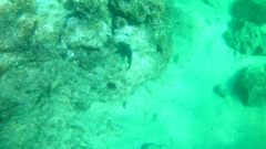 Stegastes rectifraenum