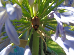 Oryctomorphus maculicollis