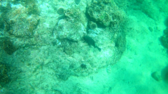 Stegastes rectifraenum