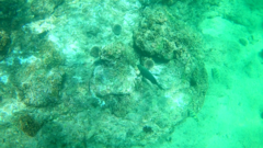 Stegastes rectifraenum