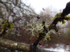 Usnea cornuta
