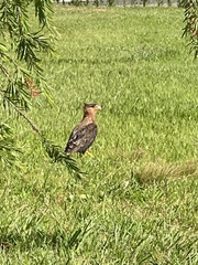 Caracara plancus