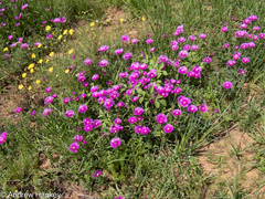 Delosperma cooperi