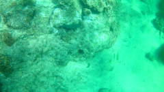 Stegastes rectifraenum