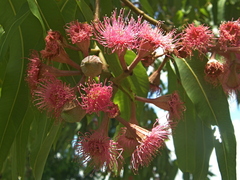 Corymbia ptychocarpa