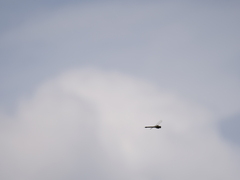 Rhionaeschna variegata