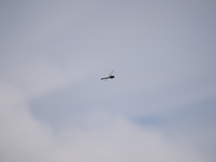 Rhionaeschna variegata