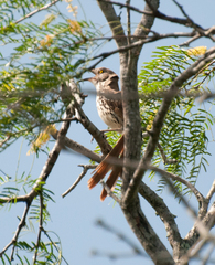 Toxostoma longirostre