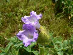 Strobilanthes sessilis