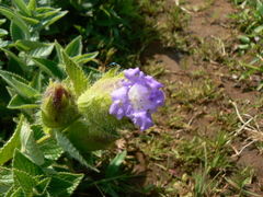 Strobilanthes sessilis