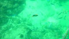 Holacanthus passer