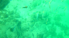 Holacanthus passer
