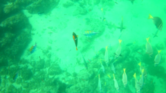 Holacanthus passer