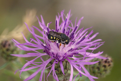 Pseudoanthidium nanum