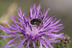 Pseudoanthidium nanum