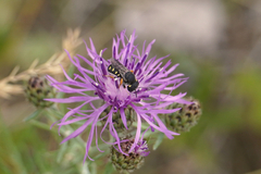 Pseudoanthidium nanum