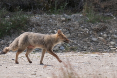 Lycalopex griseus