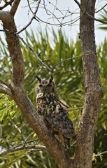 Bubo bengalensis