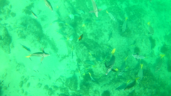 Holacanthus passer