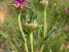 Delosperma cooperi