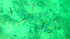 Holacanthus passer