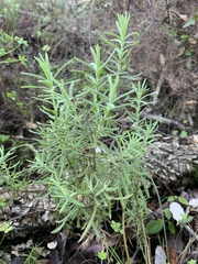 Lavandula viridis