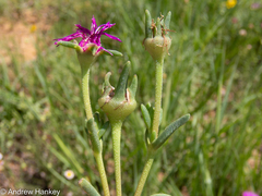 Delosperma cooperi