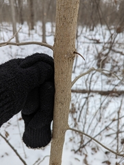 Fraxinus quadrangulata