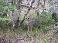 Lycalopex griseus