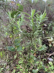 Lavandula viridis