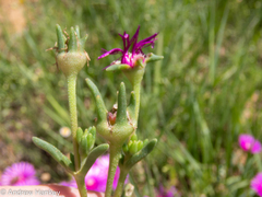 Delosperma cooperi