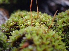 Syntrichia latifolia