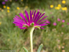 Delosperma cooperi