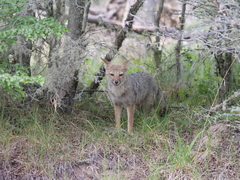 Lycalopex griseus