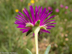 Delosperma cooperi