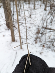 Fraxinus quadrangulata