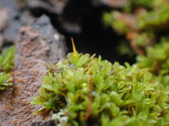 Syntrichia latifolia