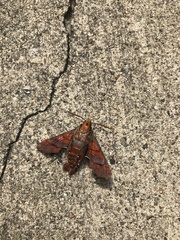 Amphion floridensis