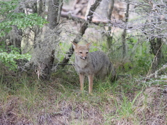 Lycalopex griseus