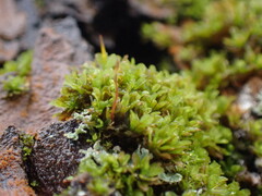 Syntrichia latifolia